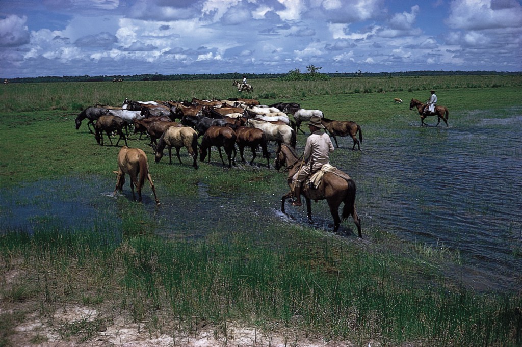 llanos