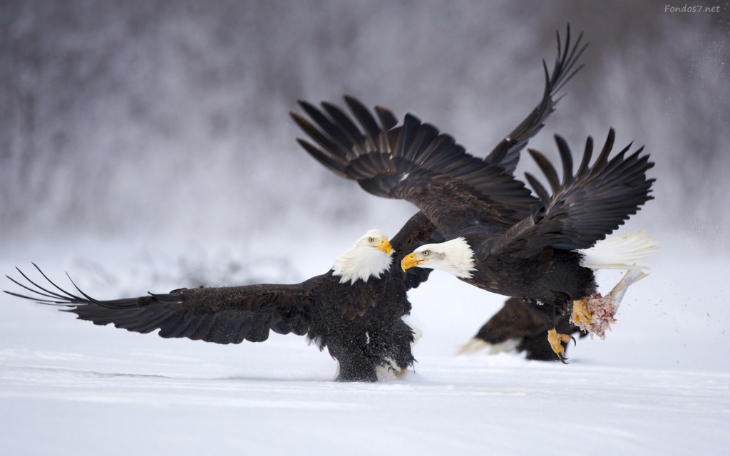 pelea-de-aguilas-negras-7944