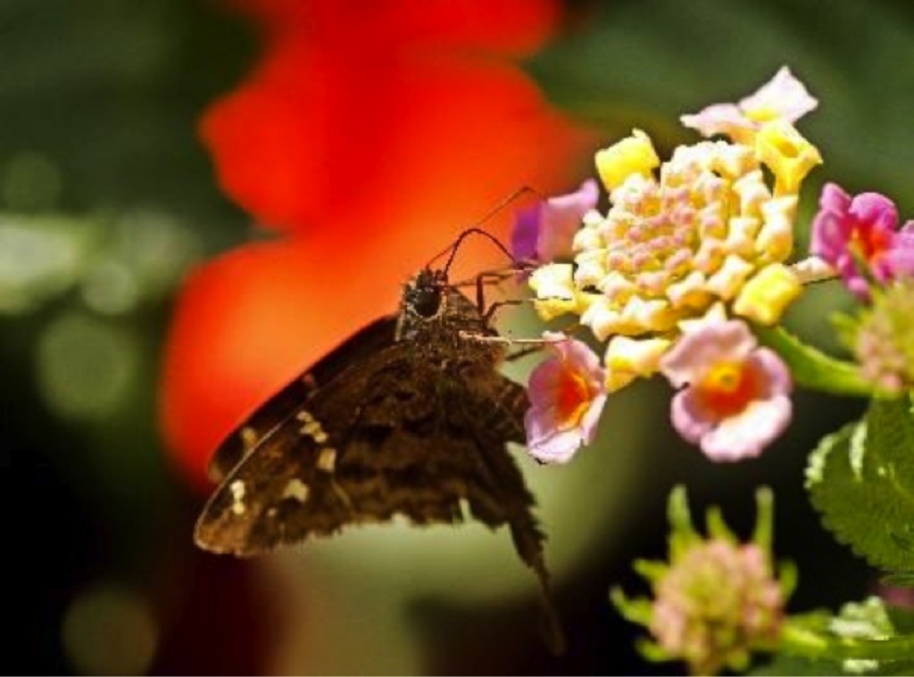 mariposa
