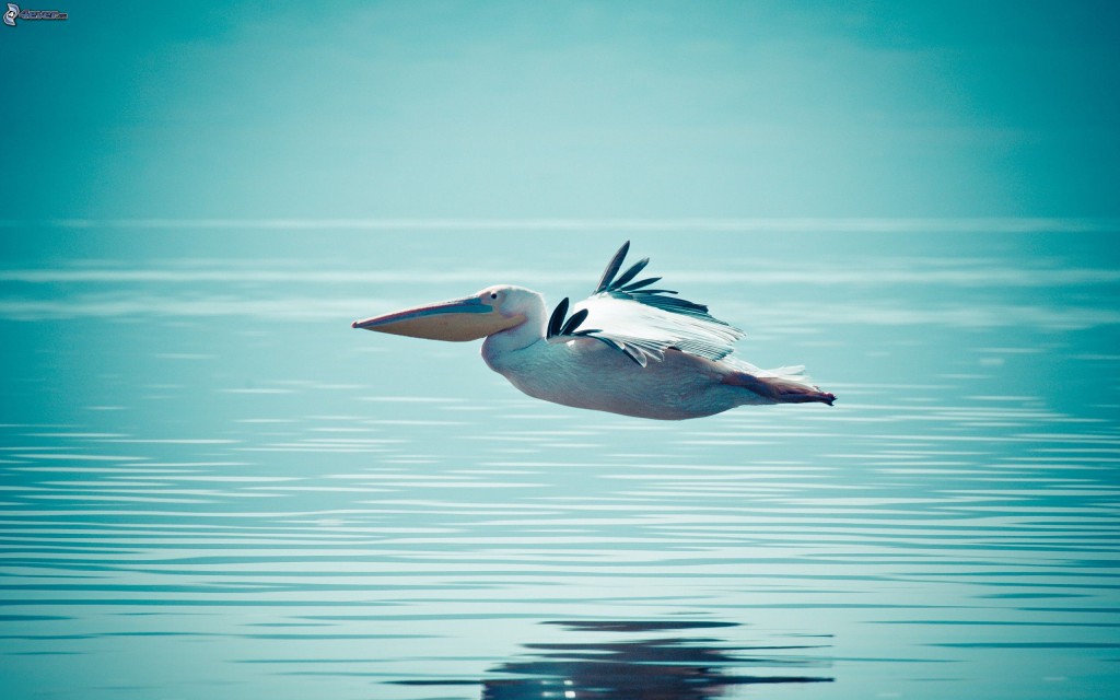 pelicano,-mar,-vuelo-176381