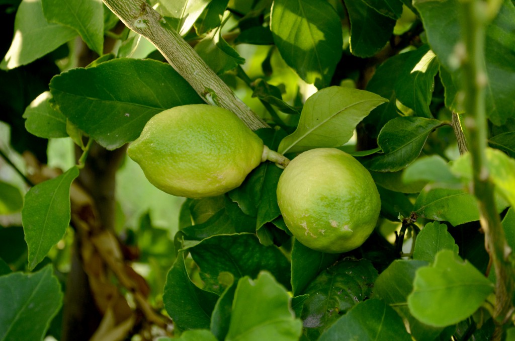 limon