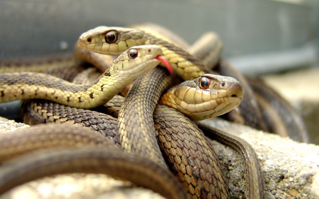 culebras