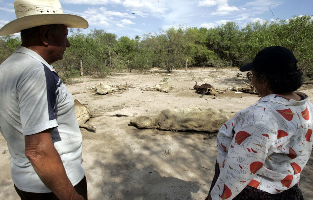 ASU5. TENIENTE 1º IRALA FERNANDEZ (PARAGUAY), 19/11/09.- Félix Krauer (i) y su esposa Salvadora (d) observan sus vacas muertas hoy, 19 de noviembre de 2009, en el poblado de Teniente Irala Fernández, en el Chaco paraguayo, situado a 415 kilómetros al noroeste de Asunción, donde se ha perdido cultivos y ganado debido a la sequía que afecta a esa región del país. El Gobierno Nacional anunció el continuo envío masivo de camiones con agua y alimentos en el marco de la asistencia periódica para esas familias, así como a comunidades indígenas de la región. EFE/Andrés Cristaldo