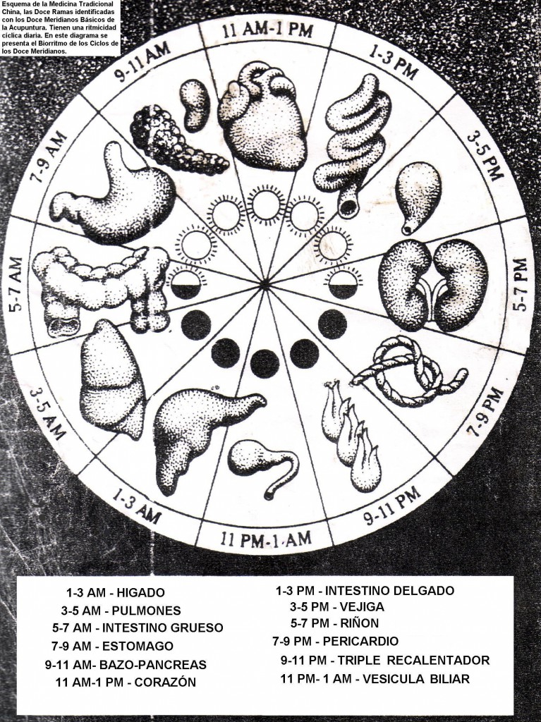 ciclo-bioritmo-organos-2