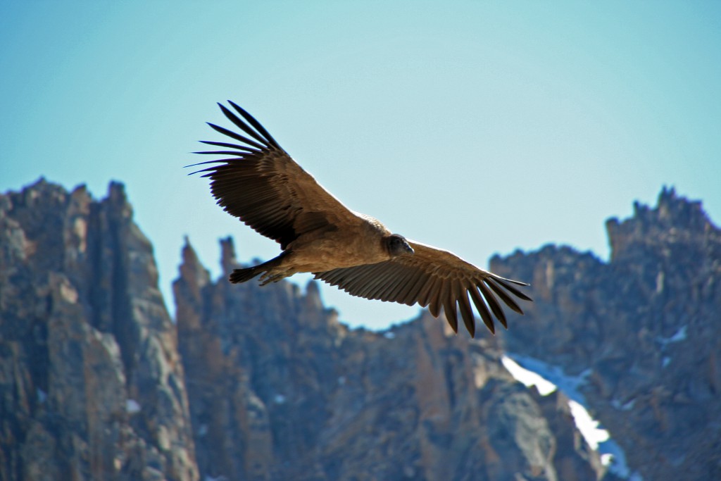 Condor_des_andes_immature