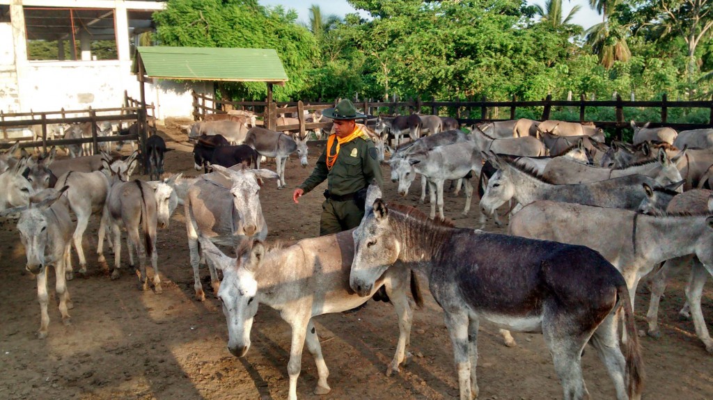 la cercel de los burros