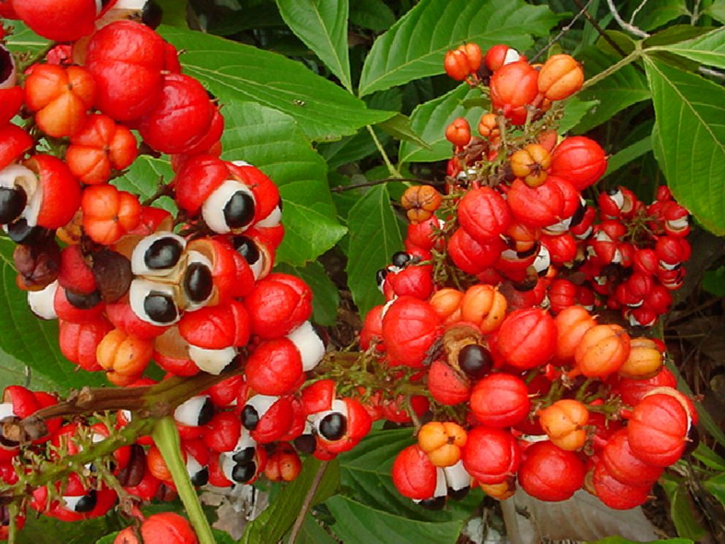 GUARANÁ