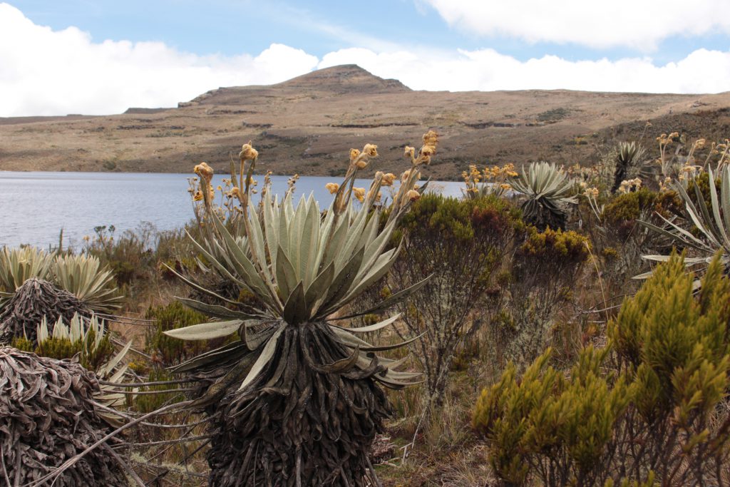 Paramo-suma