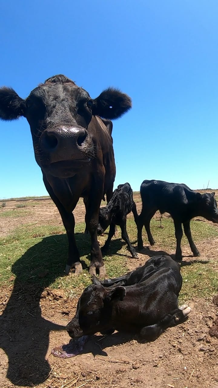 Productor De Leche Argentino Aumenta Tasas De ReproducciÓn Con Seme Sexado Primicia Diario 1155