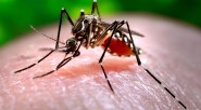 El chikungunya es un virus transmitido por mosquitos. El aedes aegyptis, el mismo que transmite el dengue. &nbsp; El Monitor &nbsp; Se llama Carlos Amodei, es argentino, de Córdoba, y [&hellip;]
