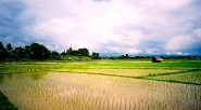 La crisis del arroz ha ocasionado escases ficticia y especulación  que busca incrementar los precios del grano en 100 por ciento. Otros productos de primera necesidad correrían la misma suerte [&hellip;]