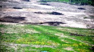 A los incendios y la destrucción continuada denunciada en el Parque Vía Isla de Salamanca se le suman ahora la extensa destrucción de importantes territorios de los humedales de la [&hellip;]