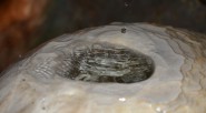 Una gota de agua taladra un gigantesco peñasco, desde luego no en una sola descarga. La persistencia de millones de corpúsculos líquidos sobre determinado sitio, logra la perforación al término [&hellip;]