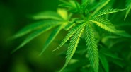 &nbsp;   El debate sobre la legalización de la marihuana se esta dando en Colombia en diferentes escenarios. Carlos Villota S. Especial Primicia Diario Con estadísticas en mano y bajo [&hellip;]