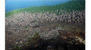 La mortandad de aproximadamente tres toneladas de peces detectada inicialmente en los sectores de Pajarales, Caño grande, la Loma del Chino y la Mahoma en la Ciénaga Grande de Santa [&hellip;]