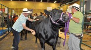 Este año Agroexpo contará con 25 asociaciones ganaderas, 19 bovinas, 1 ovino-caprina y 5 equinas. Se hará el montaje de 1.100 corrales y 300 pesebreras. Además efectuará nueve remates que [&hellip;]
