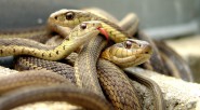 Los parapolíticos se niegan a pagar las millonarias multas para las víctimas, alegando que no tienen recursos, pero contradictoriamente están gastando fabulosas sumas de dinero para llevar a sus familiares [&hellip;]