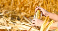 Colombia desde su época pastoril, fue despensa de alimentos para la humanidad. Hoy por hoy mendiga importaciones para poder comer. &nbsp; &nbsp; Gerney Ríos González Primicia Diario &nbsp; Colombia desde [&hellip;]