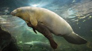 Mortandad que se ha podido confirmar no sólo afecta a peces de diferentes especies sino que se ha podido confirmar, en Primicia, también tiene entre sus víctimas a manatíes. &nbsp; [&hellip;]