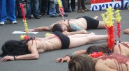 ¿Está usted de acuerdo, SI o NO, con que se realicen corridas de toros y novilladas en Bogotá Distrito Capital? &nbsp; &nbsp; El Alcalde de Bogotá, Gustavo Petro Urrego, expidió [&hellip;]
