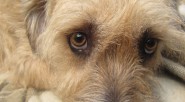 Esto es lo que quiere decir tu perro cuando sonríe, bosteza o te mira fijamente. Sascha Traub / Eyeem Vía Getty Images Vuelves a casa de trabajar y el rabo [&hellip;]