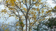 Las culturas precolombinas están convencidas de la inteligencia de las plantas y de la necesidad de conversar con ellas- &nbsp; &nbsp; Gerney Ríos González En un programa el genial Fernando [&hellip;]