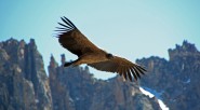 Cundinamarca es un territorio privilegiado, ya que cuenta con ecosistemas propicios para que el cóndor habite, hace muchos años que no hay registros de esta especie, situación de la que [&hellip;]
