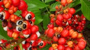 En la Amazonia hay  una enorme posibilidad de generar procesos productivos sostenibles, que es lo que contribuye a la conservación y a la generación de ingresos. Aquí una fruta apetecida en […]