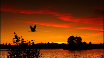 La región Amazónica alberga por lo menos 193 especies de anfibios, el 24% de la riqueza del país. Entre las especies que aportan a la seguridad  alimentaria de las comunidades [&hellip;]