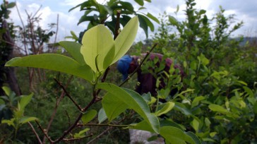 Con el acuerdo Colombia recuperará los territorios más golpeados por los cultivos ilícitos. Podrá llegar la inversión que no ha podido llegar en años. Los campesinos cultivadores no serán tratados […]