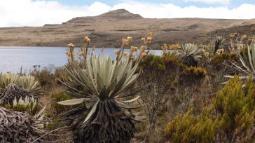 Sumapaz, es el páramo más grande del mundo. &nbsp; &nbsp; &nbsp; La Gobernación de Cundinamarca y la Corporación Autónoma Regional (CAR) se unieron al plan estratégico de conservación del páramo [&hellip;]