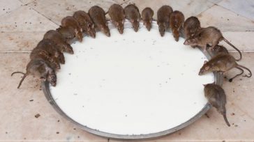 La alimentación de las ratas y otros roedores es básicamente omnívora, aunque suelen haber preferencias en función de la especie. Así, los ratones tienen preferencia por los granos de cereal, […]