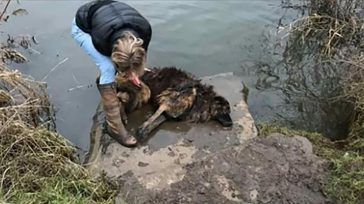 Mujer ve a perra inconsciente en el río – salta dentro y nota que su correa está atada a una roca, otra de las crueldades humanas. &nbsp; &nbsp; &nbsp; Esta [&hellip;]