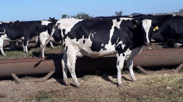 Lechería tradicional argentina celebra buenos resultados con semen sexado. &nbsp; &nbsp; &nbsp; El semen sexado se ha ganado a los productores de leche de todo el mundo, gracias a los [&hellip;]