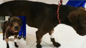 En la Avenida Boyacá con calle 13, se registró un hecho en el cual un perro fue lanzado desde un puente vehicular de más de cuatro metros.Foto El Tiempo. &nbsp; [&hellip;]