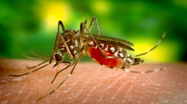 El mosquito Aedes aegypti es el principal vector de los virus que causan el dengue. Los seres humanos se infectan por picaduras de hembras infectadas, que a su vez se infectan principalmente [&hellip;]