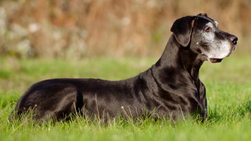 Más de 70 líderes animalistas, entre cuidadores, tenedores y proteccionistas de la ciudad se reunieron con el nuevo director del Instituto de Protección y Bienestar Animal IDPYBA, Nelson Gómez. &nbsp; [&hellip;]