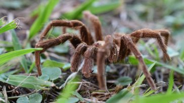 Las tarántulas muerden con los colmillos. Hay dos segmentos en estos: uno que pincha a su presa e inyecta el veneno y el otro, en la base del colmillo, que [&hellip;]