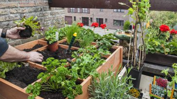¿Alguna vez has pensado en cultivar tus propias plantas en casa? Aprovecha los días y busca aquel video que te inspiró a pensar en sembrar frutas, verduras o flores lindas [&hellip;]