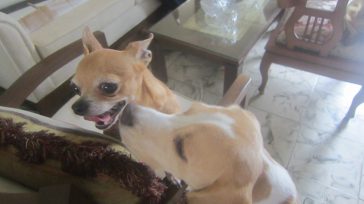 La Organización Mundial de Salud – OMS y la Asociación Mundial de Veterinarios de Pequeños Animales – WSAVA, aclararon que los perros y gatos NO son transmisores del COVID-19. &nbsp; [&hellip;]