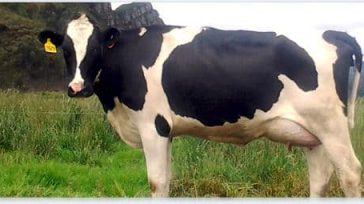 Excelente oportunidad para los productores lecheros que desean adquirir la mejor genética para sus rodeos. &nbsp; &nbsp; &nbsp; A través de las ventas en línea, ABS Argentina ofrece esta semana [&hellip;]
