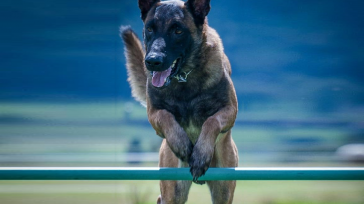 Para lograr ese equilibrio físico y mental en nuestra mascota debemos entender el nivel de energía que tiene nuestro perro y ayudarlo a consumirla durante el día. &nbsp;  Juan Pablo Morales Muchas [&hellip;]