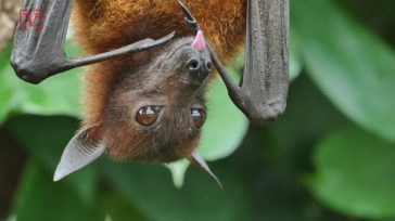 Entender cómo estos animales, gracias a su fortalecido sistema inmune, han convivido y evolucionado junto con una gran variedad de virus y microorganismos sin que les resulten dañinos, les daría [&hellip;]