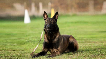 El perro de protección presenta una opción de gran versatilidad y seguridad a la hora de pensar en protección para la familia, pero de escoger esta opción, es importante asesorarse [&hellip;]