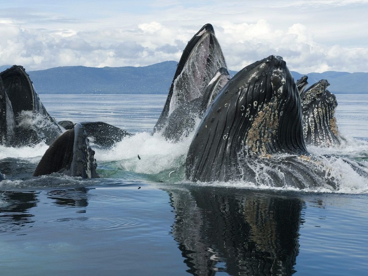 En el pacífico colombiano: LLEGARON LAS BALLENAS - Primicia Diario