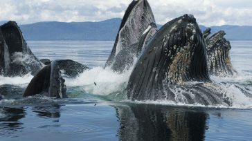 Empezó el avistamiento de ballenas, un espectáculo que solo podrás disfrutar en la región pacífica del país. Estos hermosos y gigantes mamíferos que te sorprenderán. &nbsp; &nbsp; Uno de los espectáculos más [&hellip;]