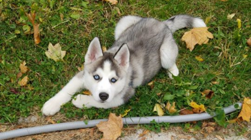 Seguros Mundial lanzó la primera póliza para cubrir los accidentes que puedan tener las mascotas, exclusivamente perros y gatos entre los 6 meses y 12 años. &nbsp; &nbsp; En Colombia [&hellip;]