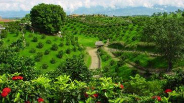 Factores como los cambios climáticos pueden llevar a la pérdida parcial o total de las cosechas, afectando el sustento de las familias dedicadas a esta labor. &nbsp; El café es [&hellip;]