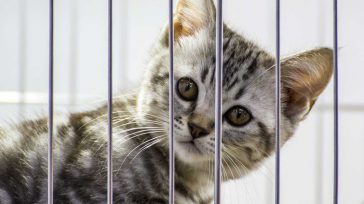 Mientras que las cabezas del control anunciaban una acción contundente contra los gastos exagerados por COVID-19 en las alcaldías y gobernaciones, ahora se descubrió que esos entes de control también [&hellip;]