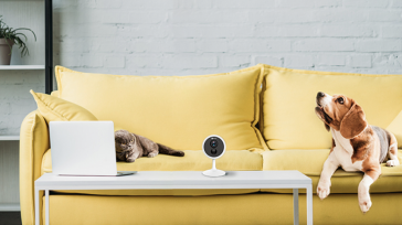 Las cámaras de vigilancia se presentan como una gran solución a la hora de crear una vida segura, cómoda e inteligente para quienes tienen compañeros de hogar como gatitos y [&hellip;]